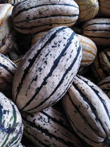 Courges Delicata BIO