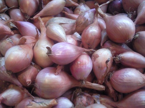 Echalotes fraiches