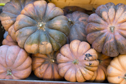 Potiron musqué de Provence