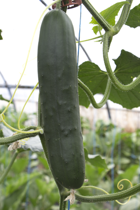 Concombres du jardin