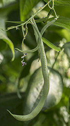 Haricots verts