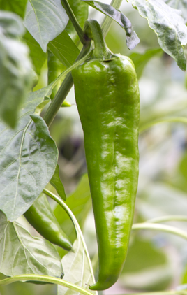Piments du jardin